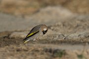 DPPhotography - Oman - Arabian golden-winged grosbeak - I