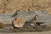 DPPhotography - Oman - Arabian golden-winged grosbeak - J