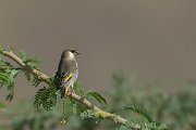 DPPhotography - Oman - Arabian golden-winged grosbeak - K