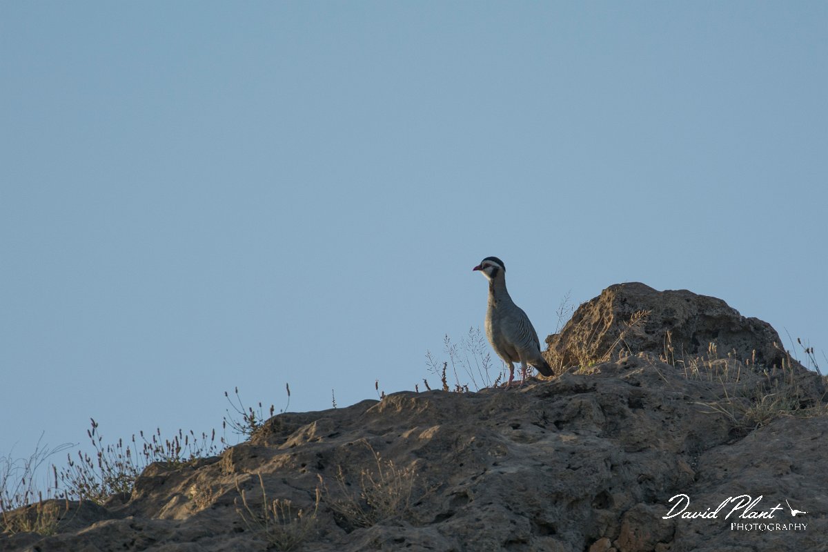 DPPhotography - Oman - Arabian partridge - A.jpg - Arabian partridge - Khawri Rawri North, Oman