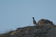DPPhotography - Oman - Arabian partridge - A