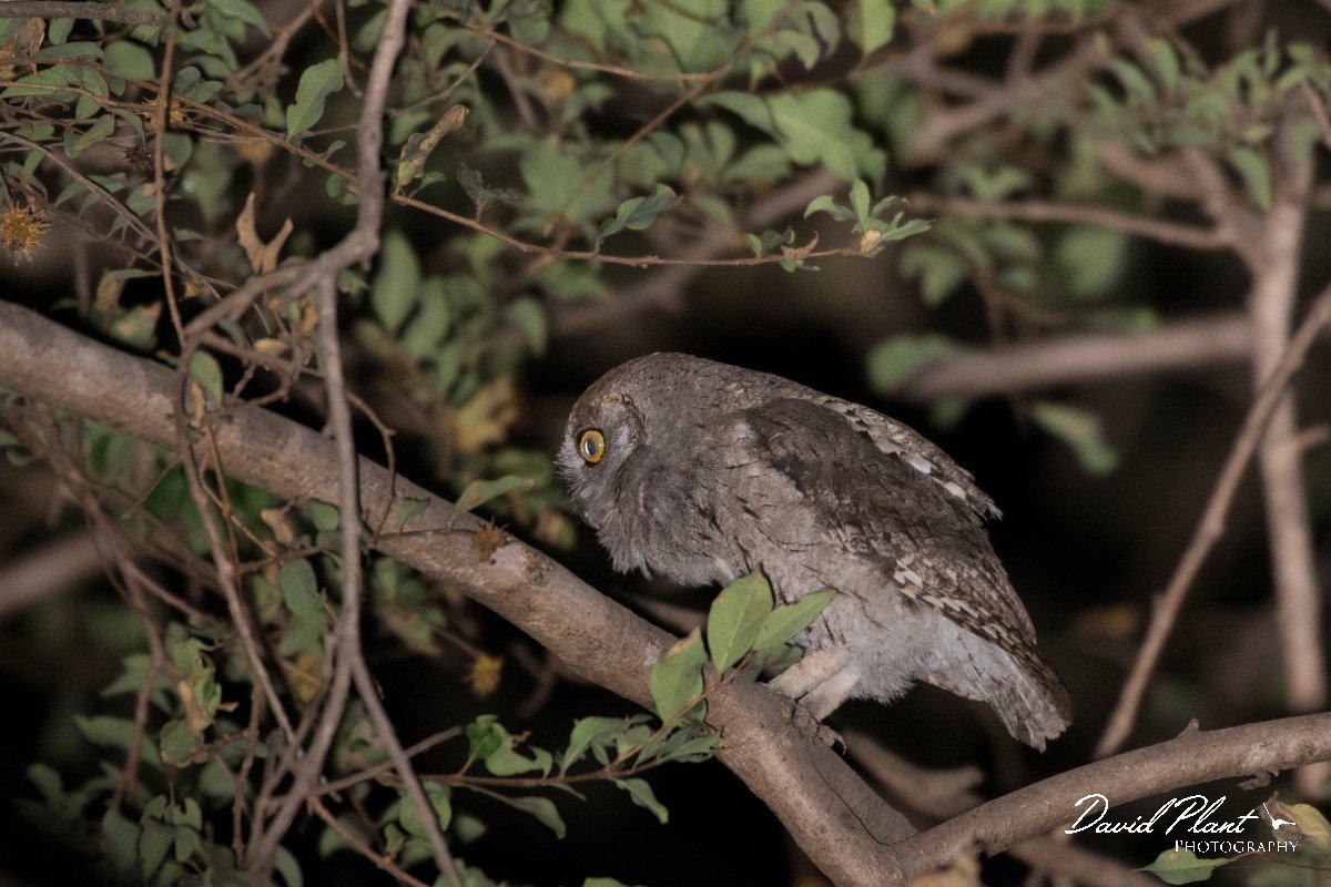 DPPhotography - Oman - Arabian scops-owl - C.jpg - Arabian scops-owl - Ayn Hamran, Oman