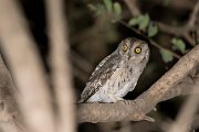 DPPhotography - Oman - Arabian scops-owl - A