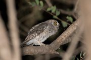 DPPhotography - Oman - Arabian scops-owl - B