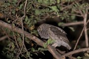 DPPhotography - Oman - Arabian scops-owl - C