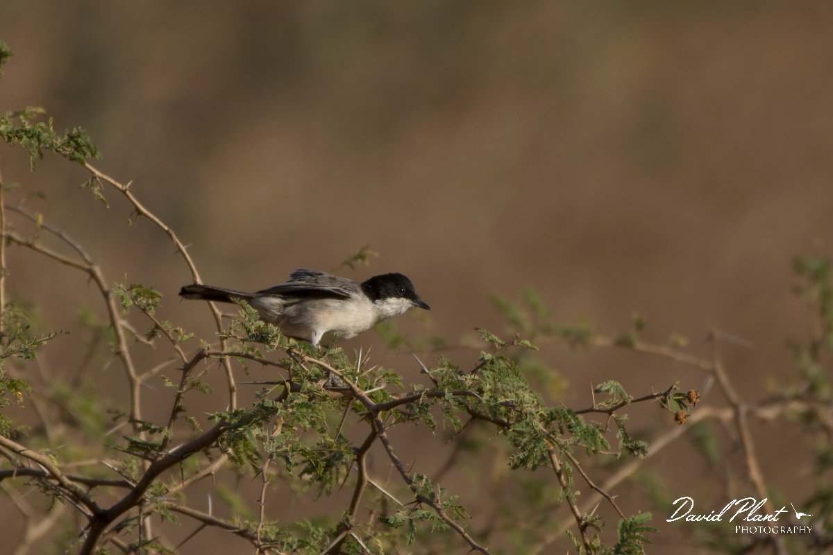 DPPhotography - Oman - Arabian warbler - A.jpg - Arabian warbler - Ayn Sahnawt, Oman