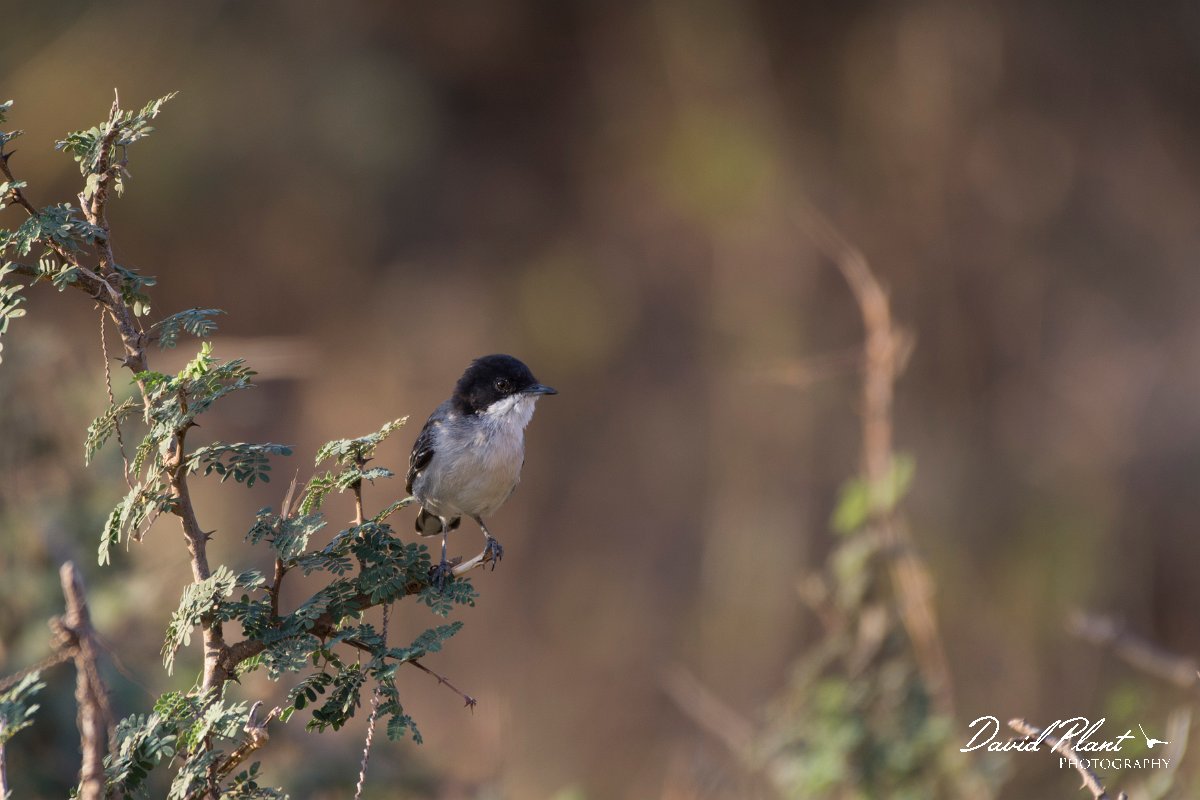 DPPhotography - Oman - Arabian warbler - B.jpg - Arabian warbler - Ayn Sahnawt, Oman