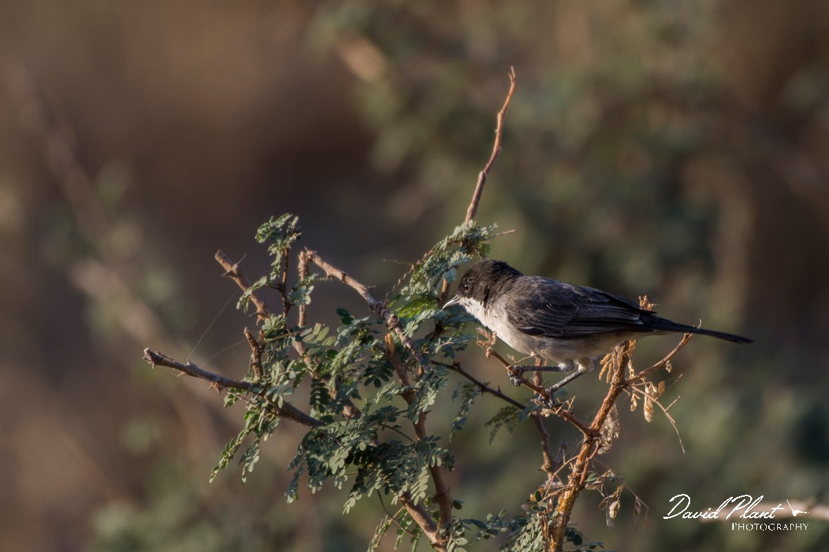 DPPhotography - Oman - Arabian warbler - C.jpg - Arabian warbler - Ayn Sahnawt, Oman