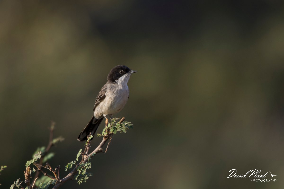 DPPhotography - Oman - Arabian warbler - D.jpg - Arabian warbler - Ayn Sahnawt, Oman