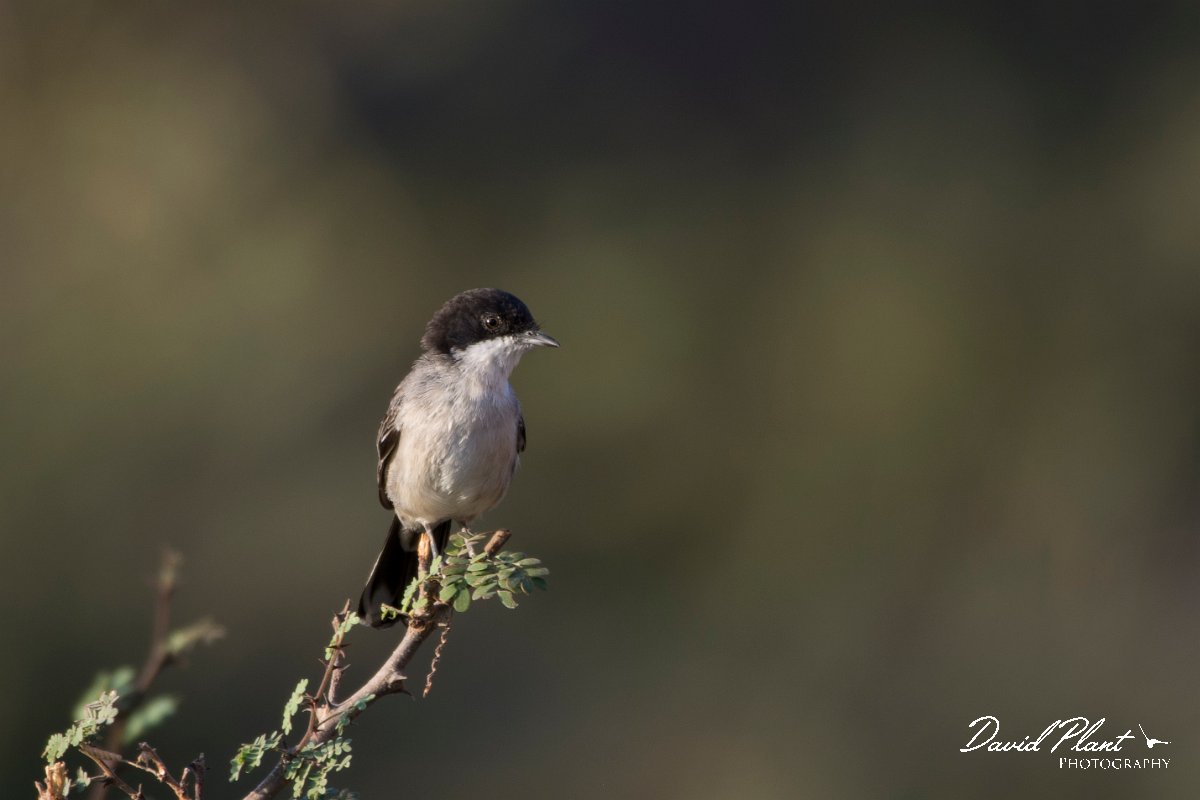 DPPhotography - Oman - Arabian warbler - E.jpg - Arabian warbler - Ayn Sahnawt, Oman