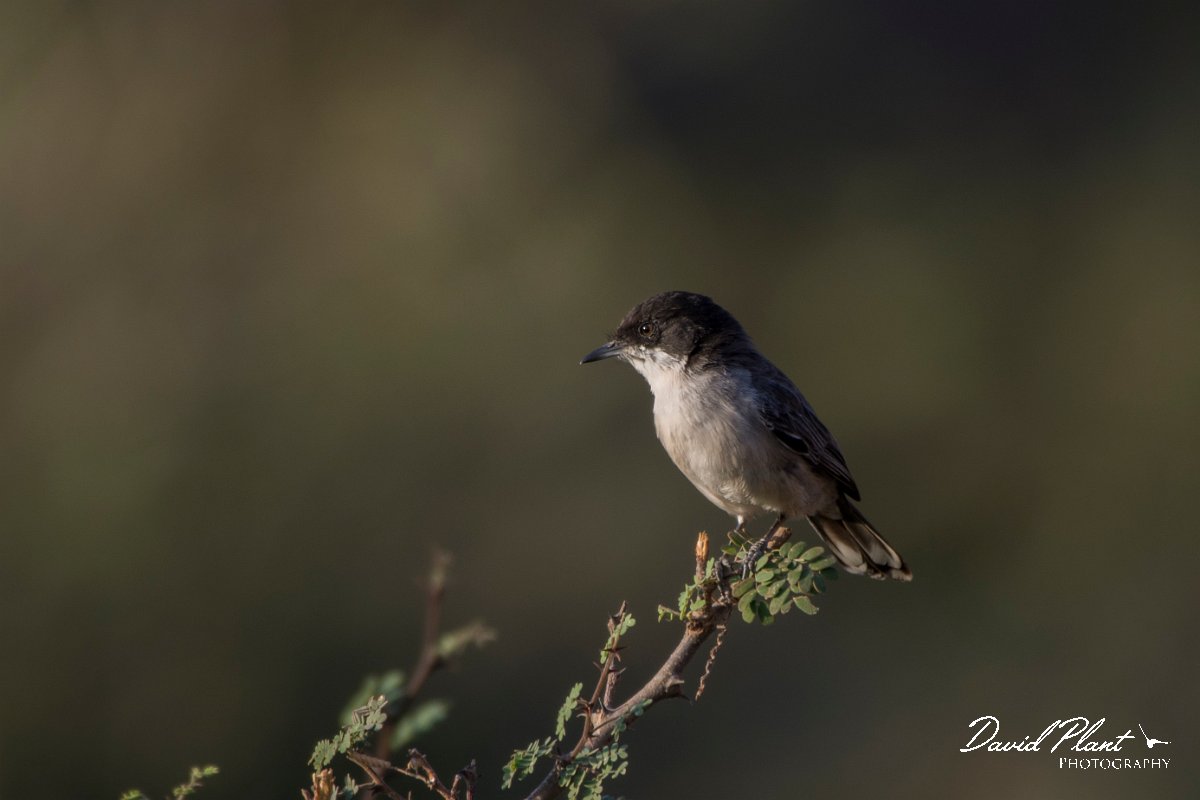 DPPhotography - Oman - Arabian warbler - F.jpg - Arabian warbler - Ayn Sahnawt, Oman