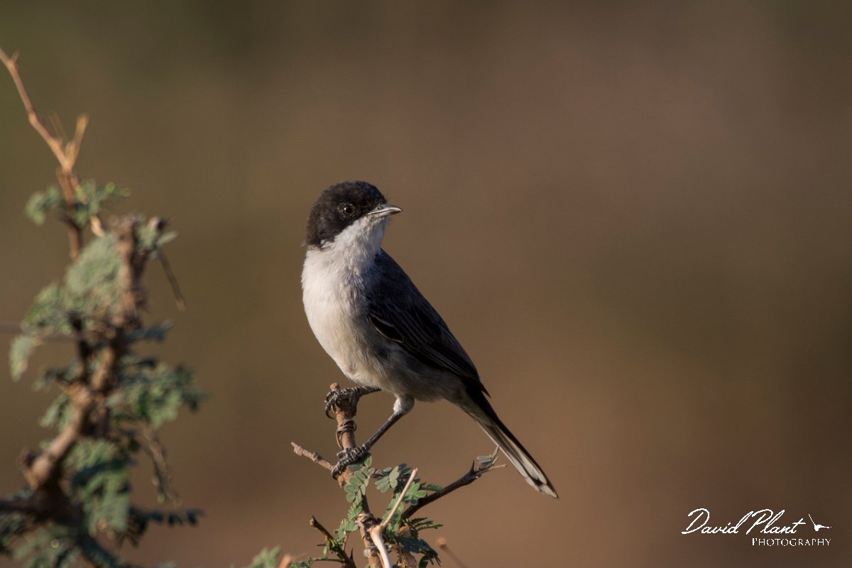DPPhotography - Oman - Arabian warbler - G.jpg - Arabian warbler - Ayn Sahnawt, Oman