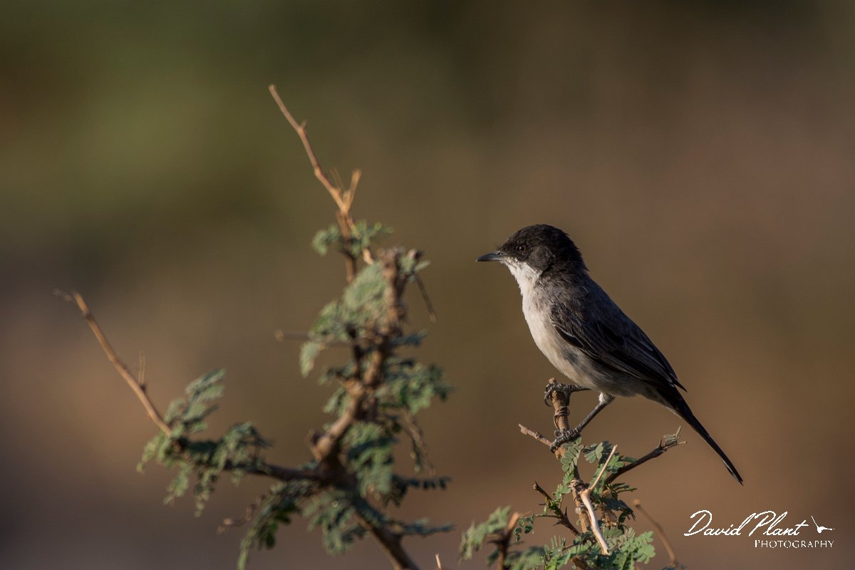 DPPhotography - Oman - Arabian warbler - H.jpg - Arabian warbler - Ayn Sahnawt, Oman