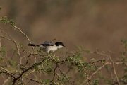 DPPhotography - Oman - Arabian warbler - A