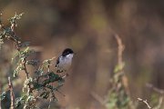 DPPhotography - Oman - Arabian warbler - B
