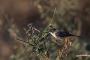 DPPhotography - Oman - Arabian warbler - C