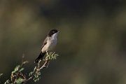 DPPhotography - Oman - Arabian warbler - D
