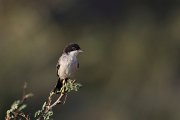 DPPhotography - Oman - Arabian warbler - E