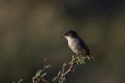 DPPhotography - Oman - Arabian warbler - F