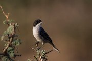 DPPhotography - Oman - Arabian warbler - G