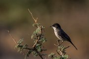 DPPhotography - Oman - Arabian warbler - H