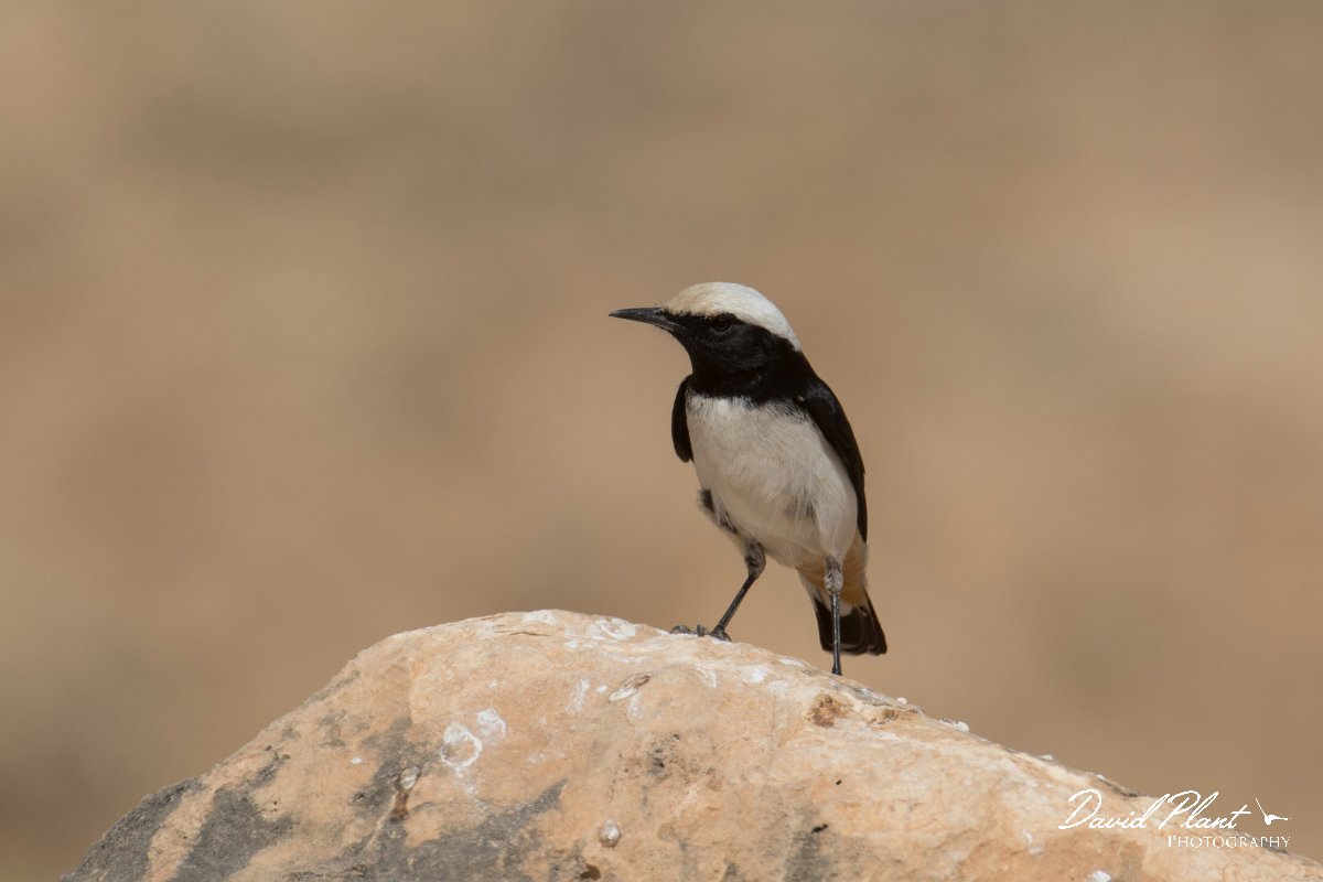 DPPhotography - Oman - Arabian wheatear - B.jpg - Arabian wheatear, male - Jabal Al Qamar, Oman