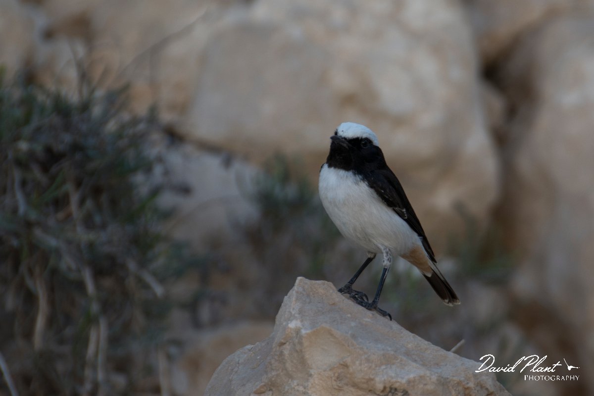 DPPhotography - Oman - Arabian wheatear - F.jpg - Arabian wheatear, male - Wadi Ash Shuwaymiyyah, Oman