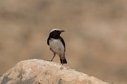 DPPhotography - Oman - Arabian wheatear - A