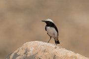 DPPhotography - Oman - Arabian wheatear - B