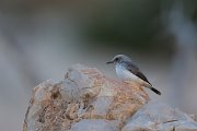 DPPhotography - Oman - Arabian wheatear - C
