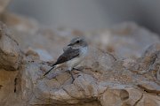DPPhotography - Oman - Arabian wheatear - D