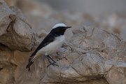 DPPhotography - Oman - Arabian wheatear - E