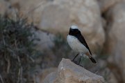 DPPhotography - Oman - Arabian wheatear - F