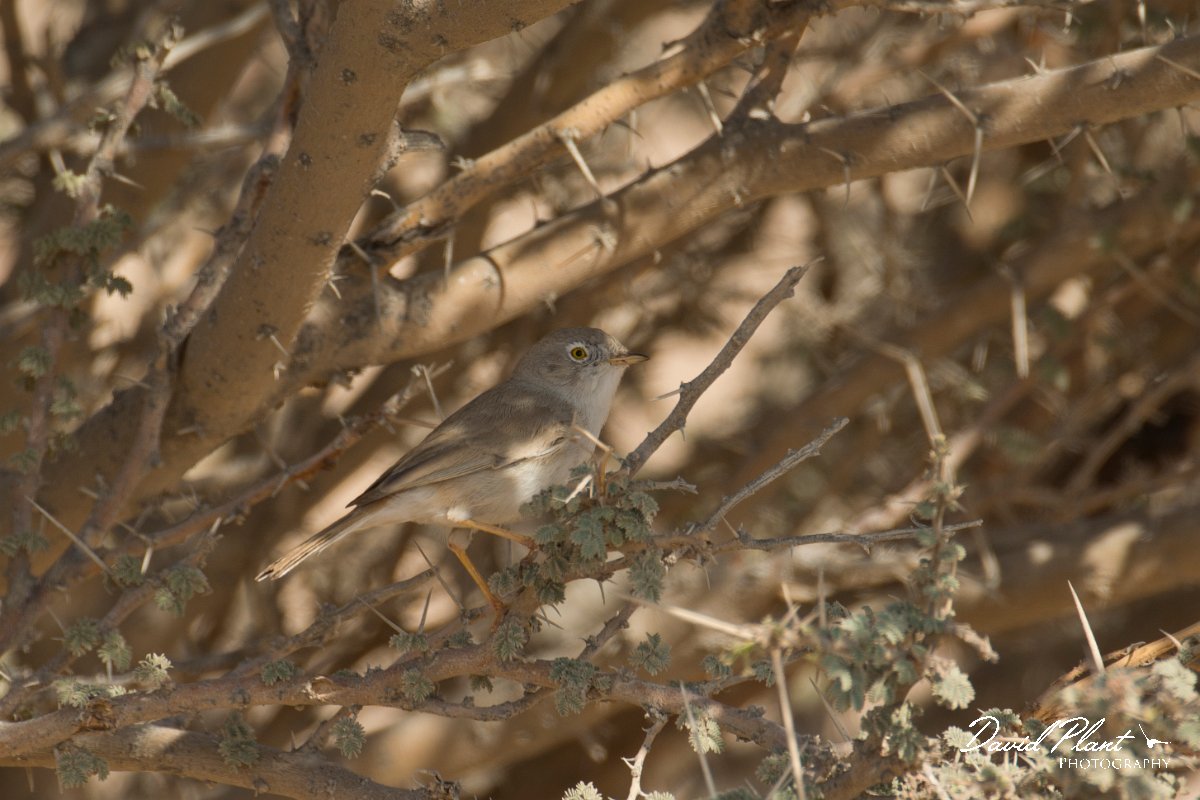 DPPhotography - Oman - Asian desert warbler - F.jpg - Asian desert warbler - Fossil Valley, Oman