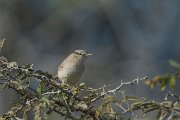 DPPhotography - Oman - Asian desert warbler - A