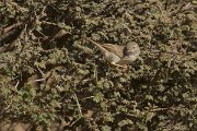 DPPhotography - Oman - Asian desert warbler - B