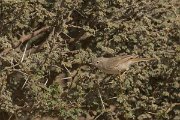 DPPhotography - Oman - Asian desert warbler - C