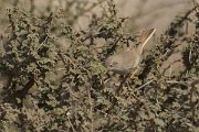 DPPhotography - Oman - Asian desert warbler - E