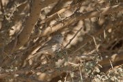 DPPhotography - Oman - Asian desert warbler - F