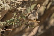 DPPhotography - Oman - Asian desert warbler - G