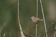 DPPhotography - Oman - Asian desert warbler - H