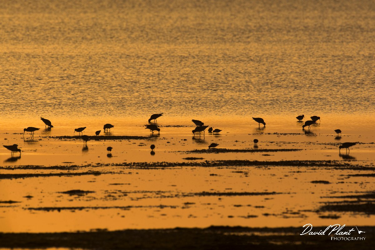 DPPhotography - Oman - Bar-tailed godwit - A.jpg - Bar-tailed godwit - Shannah, Oman