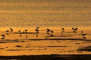 DPPhotography - Oman - Bar-tailed godwit - A