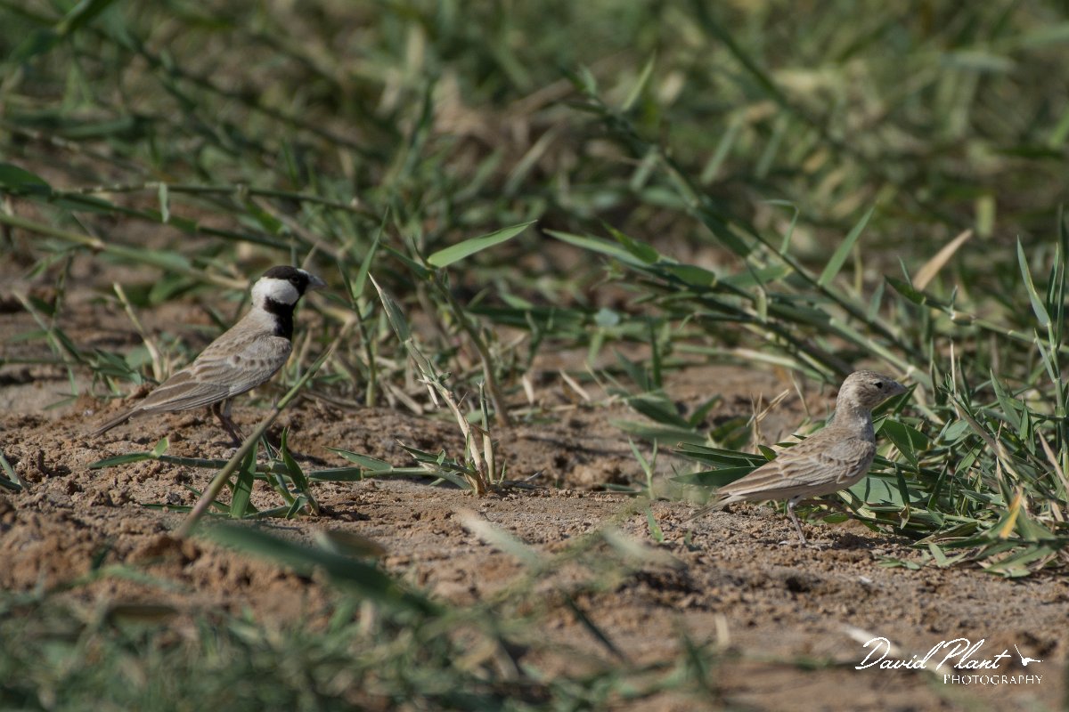 DPPhotography - Oman - Black-crowned finch-lark - A.jpg - Black-crowned finch-lark, pair - Muntasar Oasis, Oman