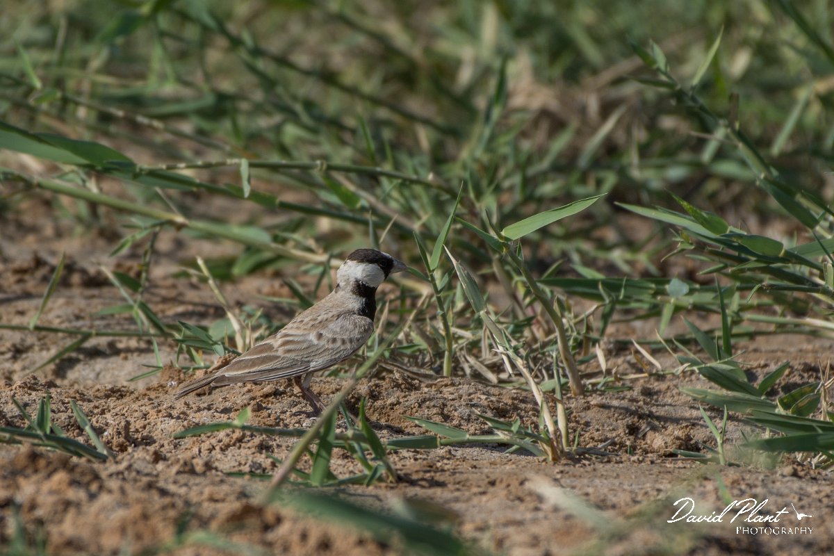 DPPhotography - Oman - Black-crowned finch-lark - B.jpg - Black-crowned finch-lark - Muntasar Oasis, Oman