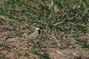DPPhotography - Oman - Black-crowned finch-lark - B