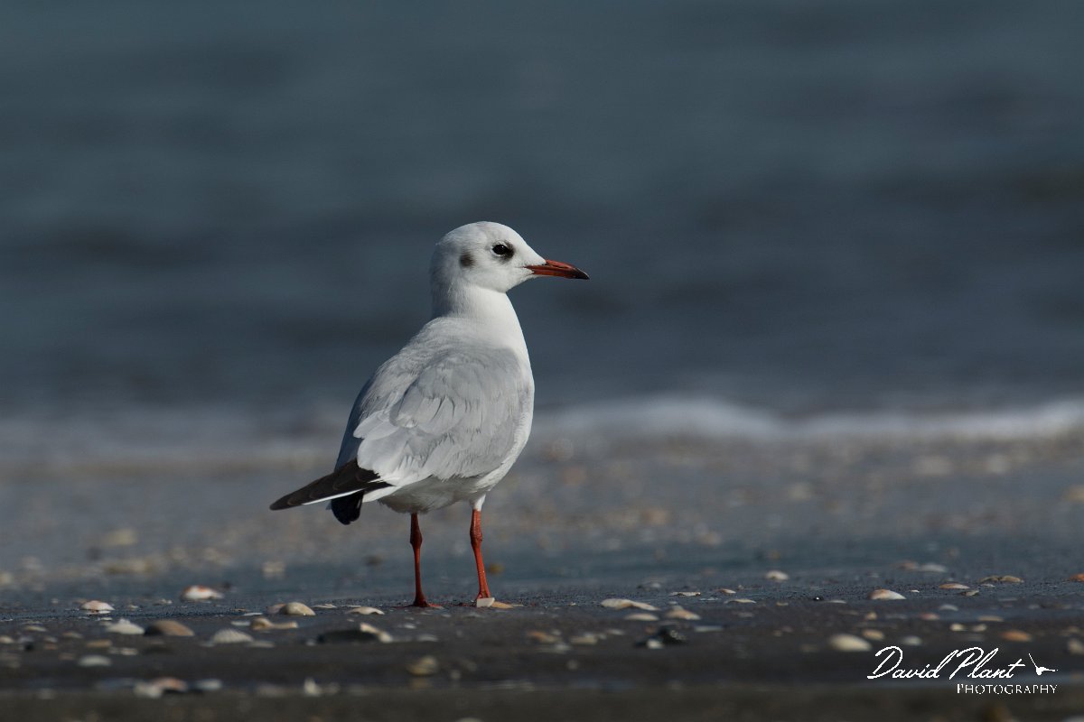 DPPhotography - Oman - Black-headed gull - A.jpg - Black-headed gull - Liwa, Oman