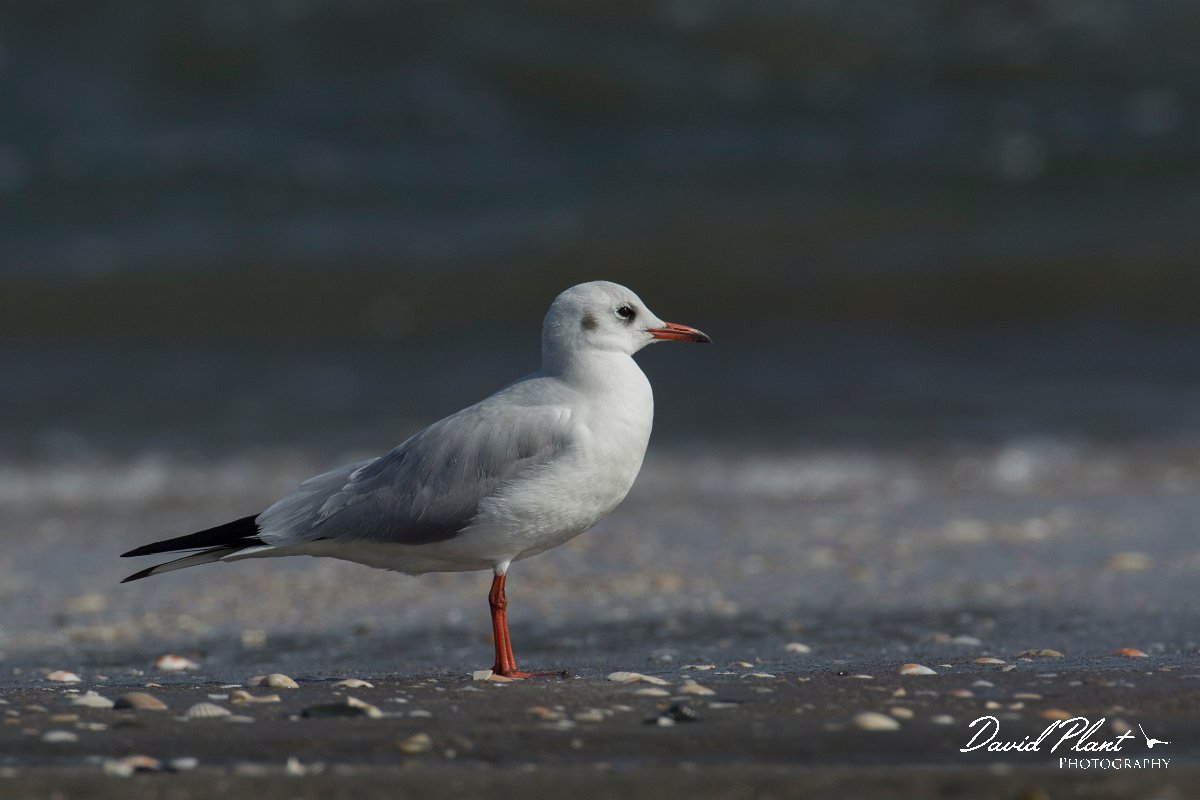 DPPhotography - Oman - Black-headed gull - B.jpg - Black-headed gull - Liwa, Oman