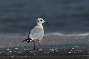 DPPhotography - Oman - Black-headed gull - A