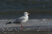 DPPhotography - Oman - Black-headed gull - B